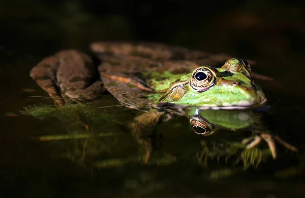 绿食性青蛙 欧洲青蛙 普通水蛙 — 图库照片