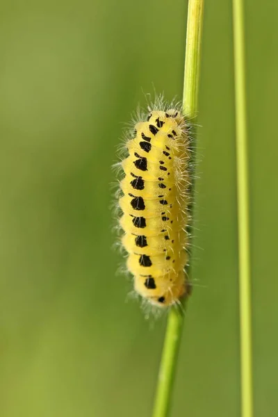 Insecto Oruga Gusano Pequeño — Foto de Stock