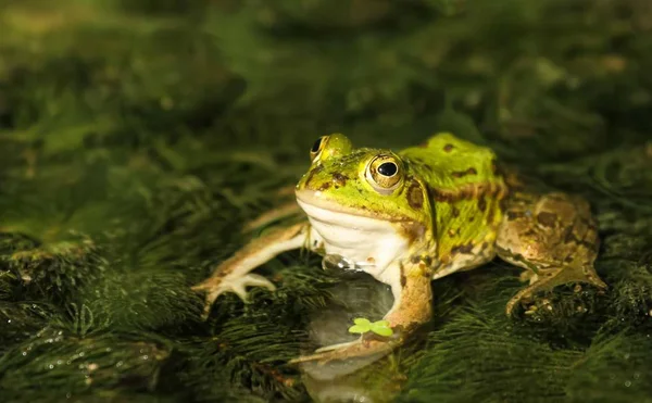 수있는 개구리 라나에 — 스톡 사진