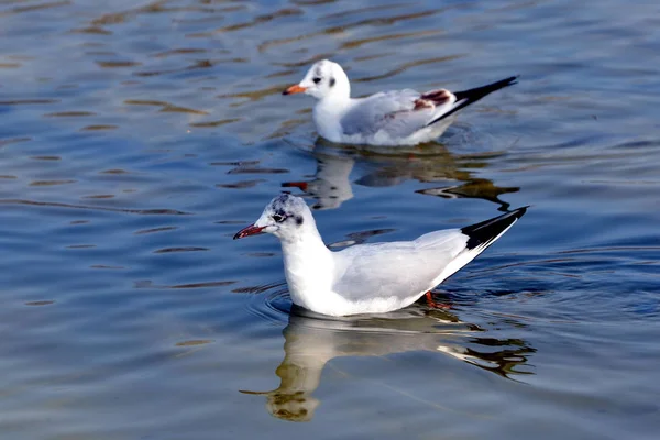 Seagulls Couple Lake — Stock Photo, Image