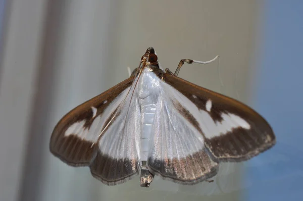 Cydalima Perspectalis Cydalima Perspectalis — Fotografia de Stock