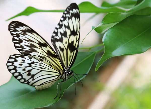 Papierdrachen Schmetterling — Stockfoto