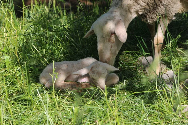 母親と一緒に生まれたばかりの子羊 — ストック写真