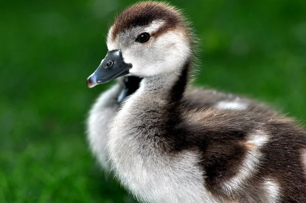 Weide Een Open Habitat Veld Begroeid Met Gras Kruiden Andere — Stockfoto