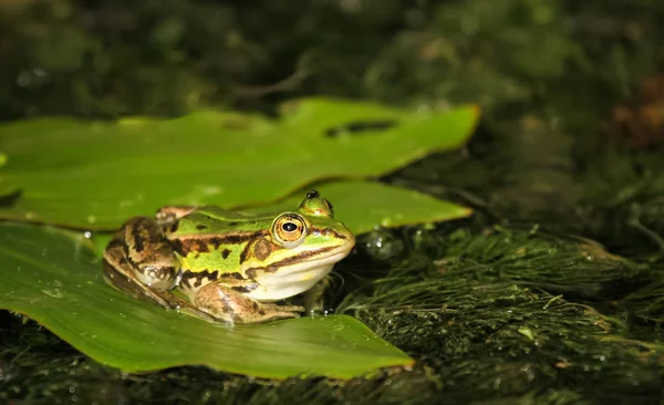 Grenouille Comestible Rana Esculenta — Photo