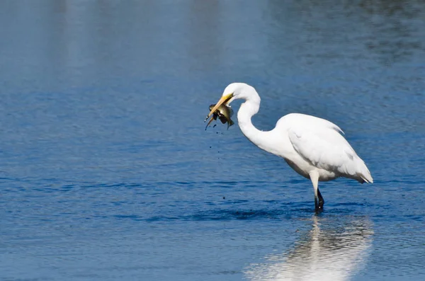 Grande Egret Com Peixes Capturados — Fotografia de Stock