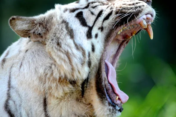 Eine Nahaufnahme Eines Weißen Tigers — Stockfoto