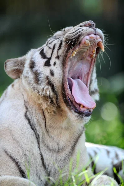 Tiro Perto Tigre Branco — Fotografia de Stock