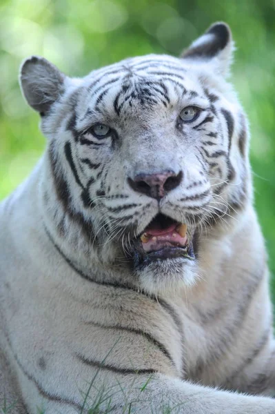 Een Close Shot Van Een Witte Tijger — Stockfoto