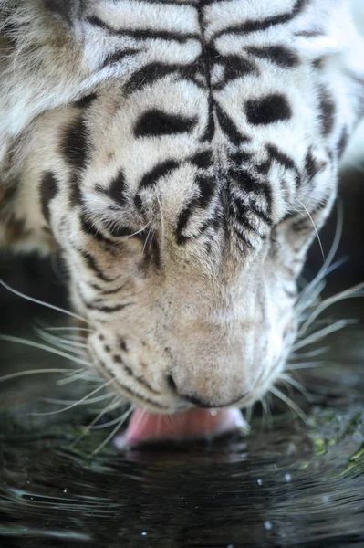 Primer Plano Tigre Blanco — Foto de Stock