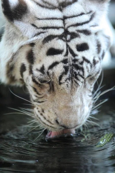 Eine Nahaufnahme Eines Weißen Tigers — Stockfoto