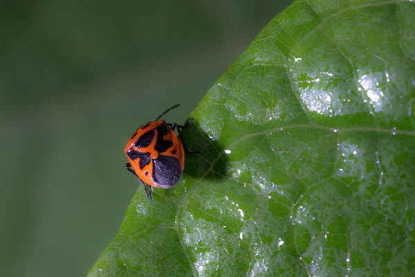 Closeup Bug Wild Nature — Stock Photo, Image