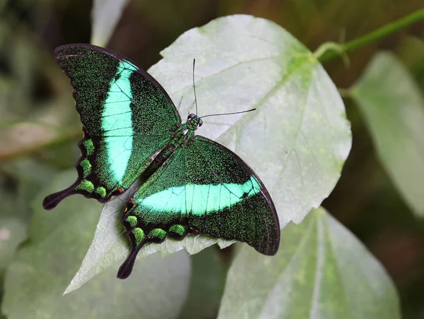 Vue Rapprochée Beau Papillon Coloré — Photo