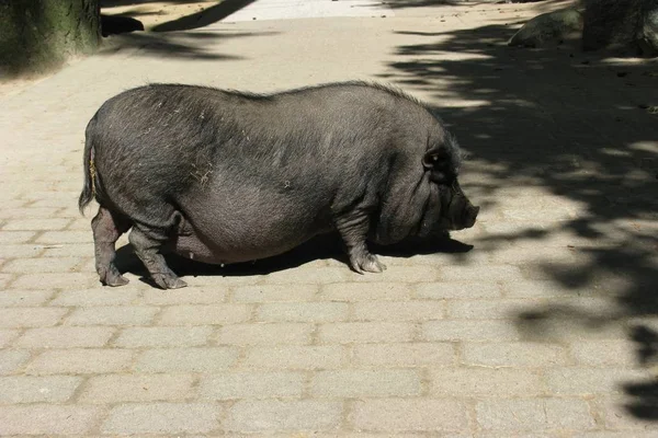 Hipopótamo Zoológico — Fotografia de Stock