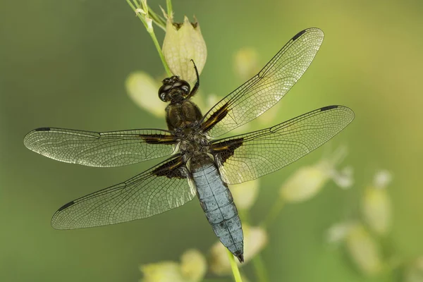 Close Macro View Van Libelle Insect — Stockfoto