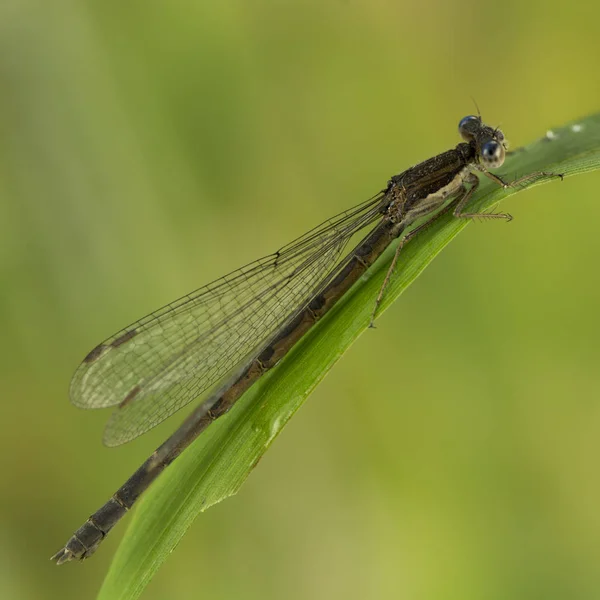 Insekten Flora Und Fauna Der Libellen — Stockfoto