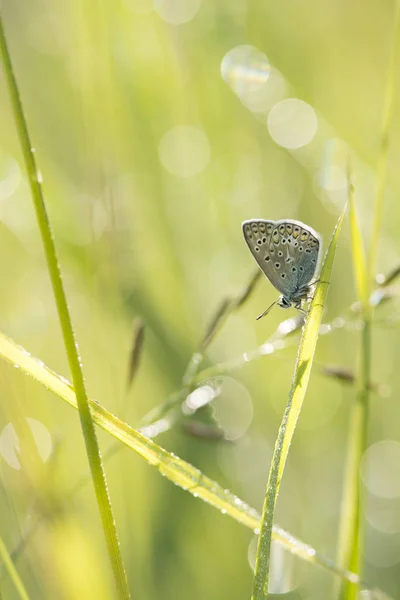 Closeup View Exotic Beautiful Falter — Stock Photo, Image