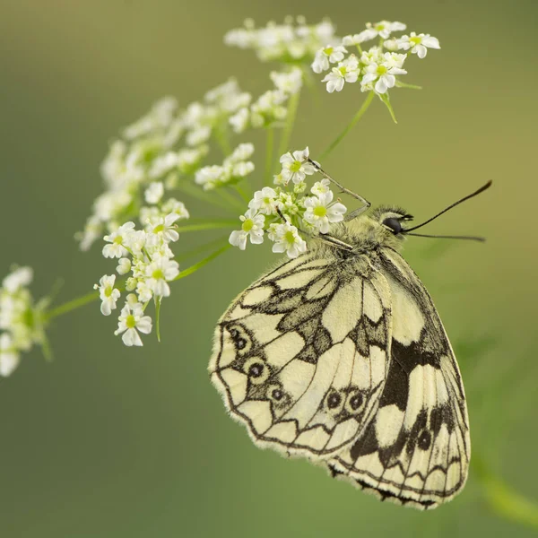 蝴蝶在栖息地的特写 野性概念 — 图库照片