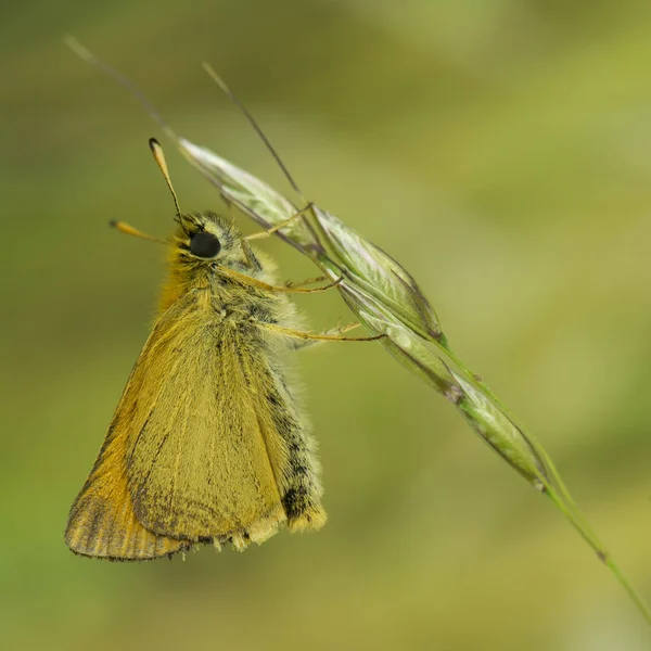 Vue Rapprochée Belle Exotique Faiblir — Photo