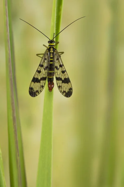 花の自然界でよく見られるサソリフライ昆虫 — ストック写真