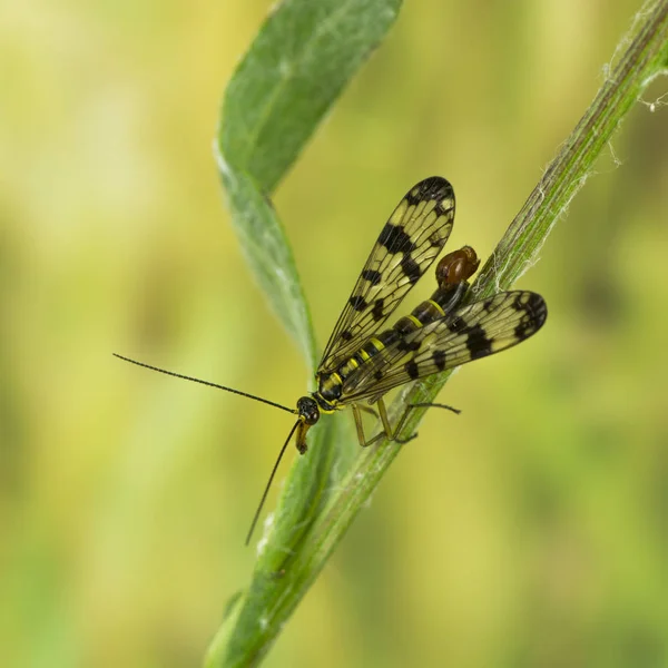 花の自然界でよく見られるサソリフライ昆虫 — ストック写真