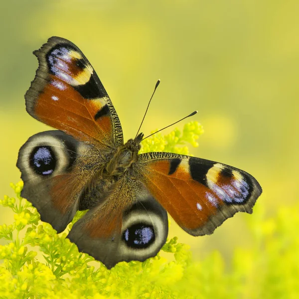 Primo Piano Bug Natura Selvaggia — Foto Stock