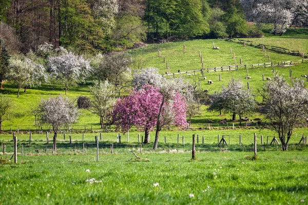 開花木 緑の牧草地や羊の群れと春牧歌的な風景 — ストック写真