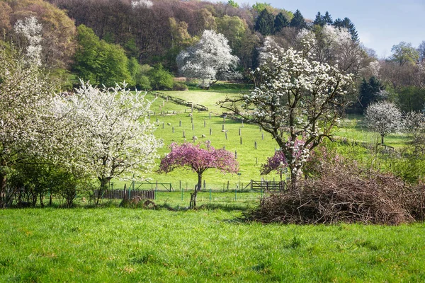 Blühender Baum Frühling Blumen Auf Ästen — Stockfoto
