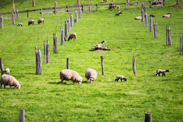 Pastagem Primavera Com Rebanho Ovelhas Cordeiros — Fotografia de Stock
