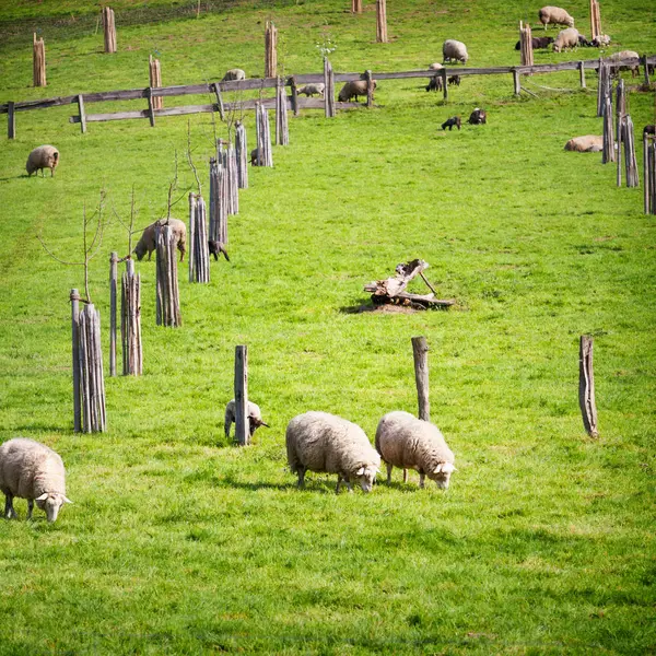 Pastagem Primavera Com Rebanho Ovelhas Cordeiros — Fotografia de Stock