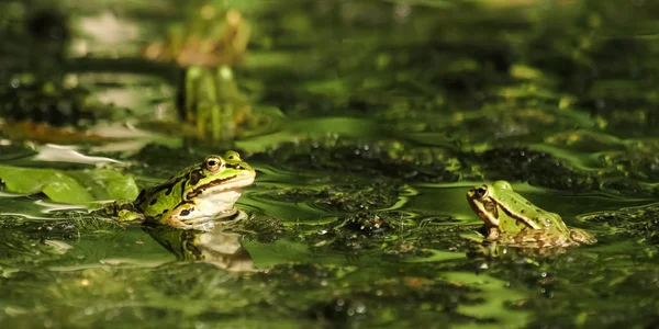 Edible Frog Rana Esculenta — Stock Photo, Image