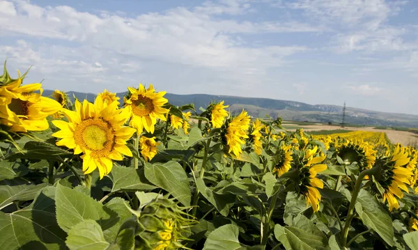 Vintage Foto Von Blühenden Sonnenblumenfeld — Stockfoto