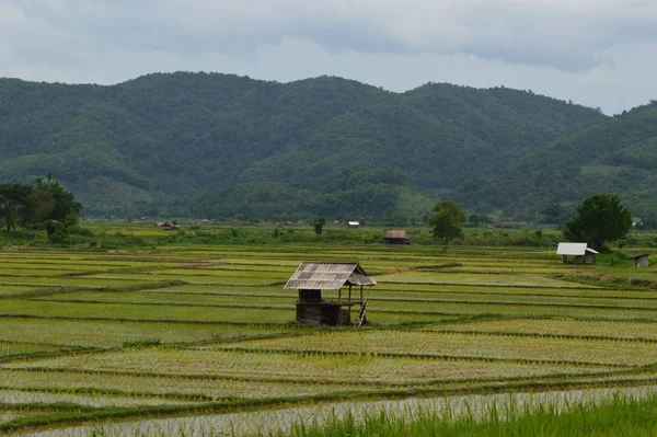 Bamboo Hut Middle Rice Field — Stock Photo, Image