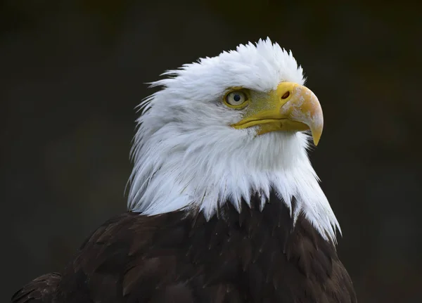 Vacker Utsikt Över Majestätisk Skallig Örn Vild Natur — Stockfoto