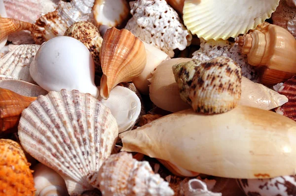 Sea Shells Mussels Shells — Stock Photo, Image