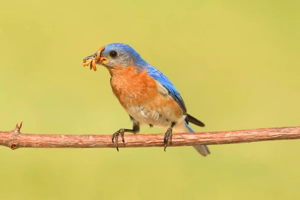 Bluebird Oriental Masculino Sialia Sialis Ramo Com Verme Fundo Verde — Fotografia de Stock