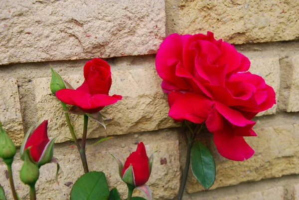 Rote Rosen Und Knospen Einer Gelben Ziegelwand — Stockfoto