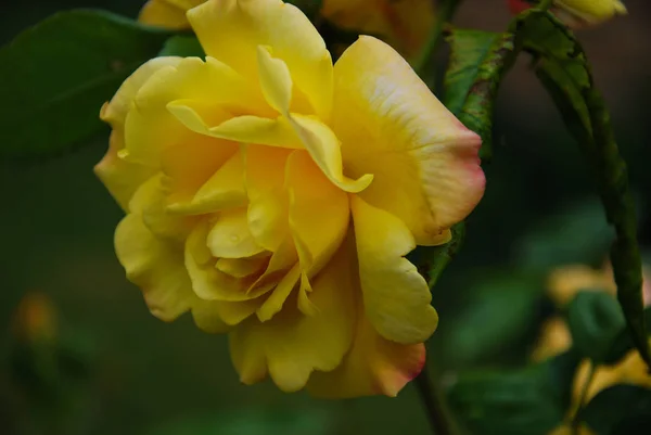 Primo Piano Una Rosa Gialla Con Sfondo Verde Naturale — Foto Stock