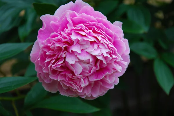 Peonía Flores Pétalos Flora — Foto de Stock