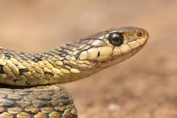 Cobra Animal Réptil Carnívoro — Fotografia de Stock