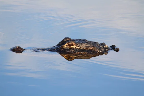 Alligator Krokodiler Vilda Djur Farliga Reptil Rovdjur — Stockfoto