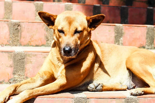 Ein Schläfriger Brauner Hund Bei Sonnenschein — Stockfoto
