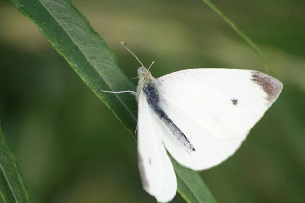 Vue Rapprochée Beau Papillon Coloré — Photo