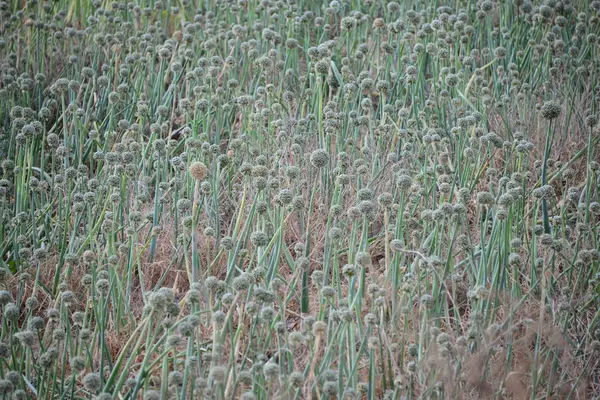 Teneriffa Roques Garcia Felsen Felsturm Bizarr Kanarienvogel Kanarische Inseln Spanien — Stockfoto