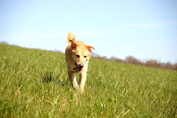 Σκύλος Τρέχει Στο Γρασίδι — Φωτογραφία Αρχείου