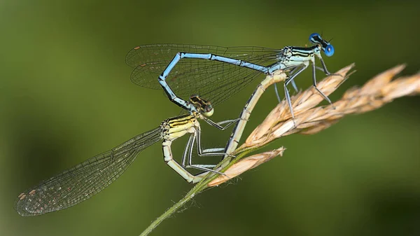 Damselfly Mating Wheel — Stock Photo, Image