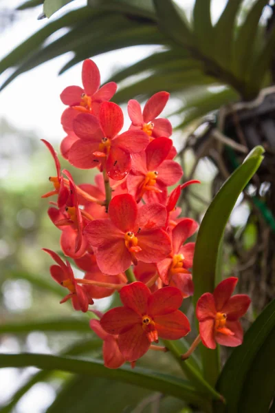 Jasně Červené Orchideje Zelenými Listy Pozadí — Stock fotografie