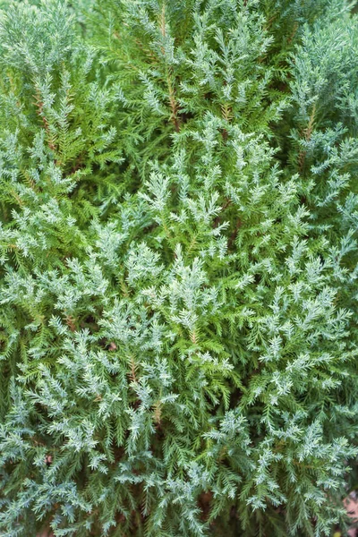 緑植物の葉と枝の質感 — ストック写真