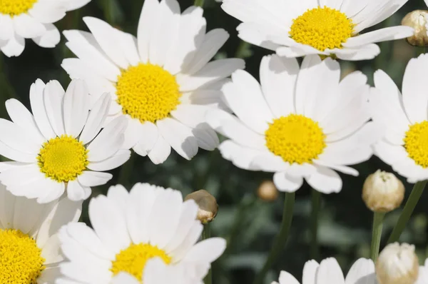 Close Uitzicht Mooie Bloeiende Bloemen — Stockfoto