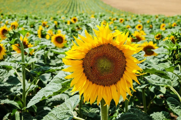 Tournesol Champ Agricole Été Avec Culture — Photo